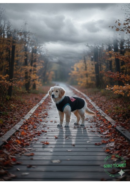 Love Desenli Kışlık Siyah Kedi Köpek Kıyafeti Elbisesi