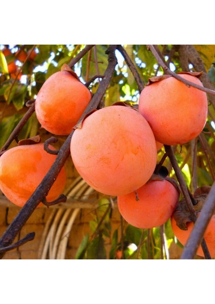 6 Yaş Rojo Brillante Hurma Fidanı