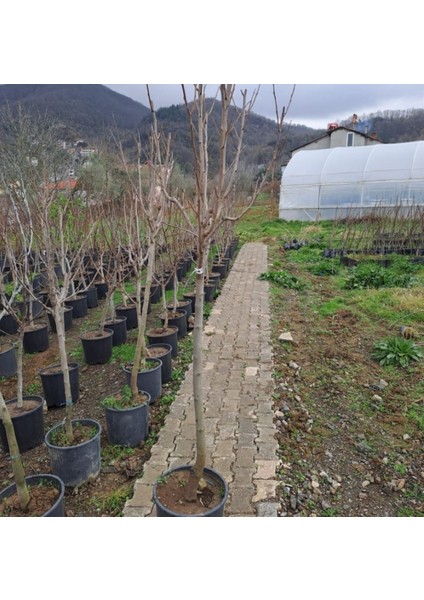 6 Yaş Rojo Brillante Hurma Fidanı fiyatları