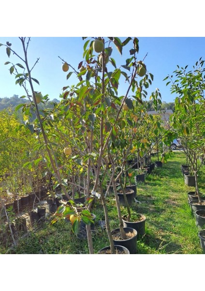 6 Yaş Rojo Brillante Hurma Fidanı modelleri