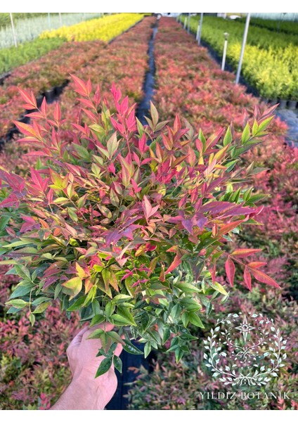 Nandina Seika Renk Değiştiren Cennet Bambusu Nandina Obsession Seika 30-40 cm