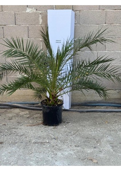 Saksıda 5 Yaş Phoenix Canariensis Hurma Palmiyesi 130-150 cm fiyatları