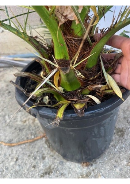 Saksıda 5 Yaş Phoenix Canariensis Hurma Palmiyesi 130-150 cm modelleri