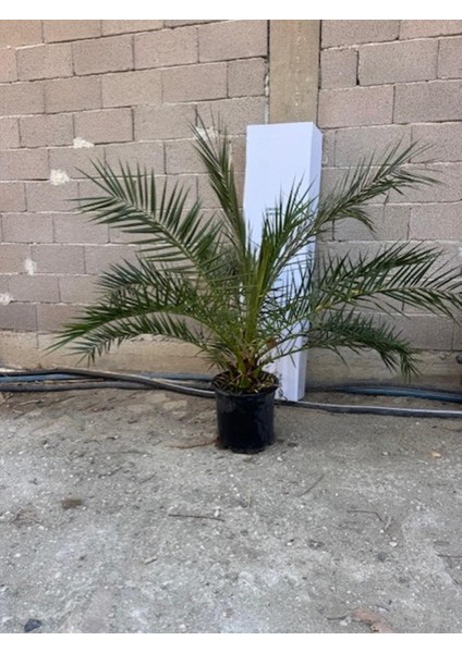 Saksıda 5 Yaş Phoenix Canariensis Hurma Palmiyesi 130-150 cm fırsatları