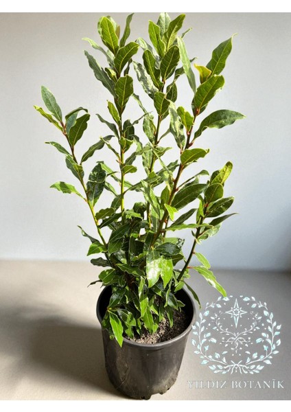 Kokulu Defne Fidanı Aromatik Defne Ağacı Bitkisi Laurus Nobilis 40-60 cm