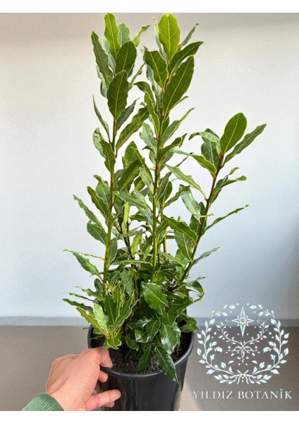 Kokulu Defne Fidanı Aromatik Defne Ağacı Bitkisi Laurus Nobilis 40-60 cm fiyatları
