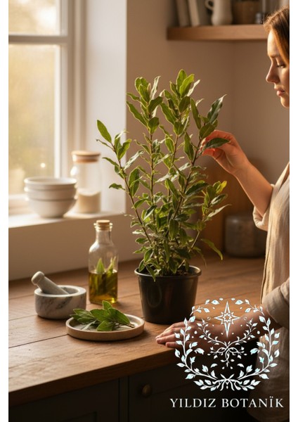 Kokulu Defne Fidanı Aromatik Defne Ağacı Bitkisi Laurus Nobilis 40-60 cm modelleri