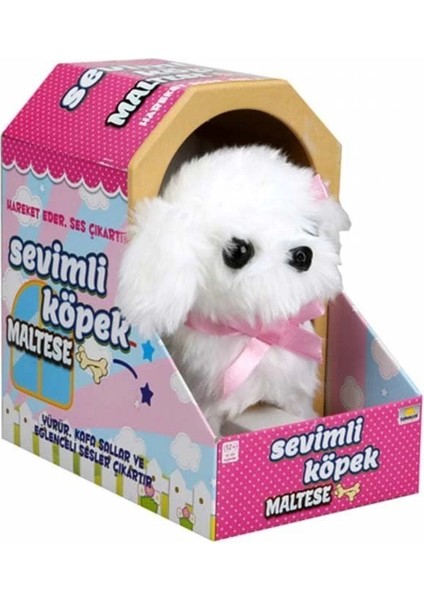 Sunman Sevimli Köpek Maltese fiyatları