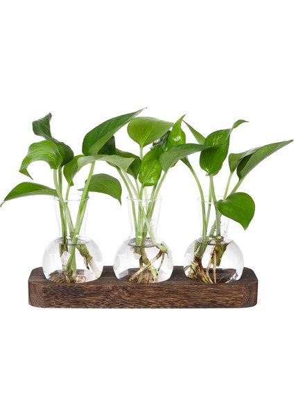 Bitkiler Yayılma Istasyonları Cam Vazo Istasyonu Ahşap Tepsi Ampul Viyazı ile Retro Bitki Teraryum Ev Ofis Dekoru (Yurt Dışından)