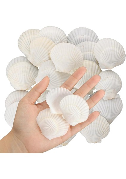 40PCS Doğal Tarak Kabukları 1.4-2.4inch Beyaz Küçük Deniz Kabukları El Sanatları Için Kabuk Üretim Toplu Gerçek Deniz Kabukları (Yurt Dışından)
