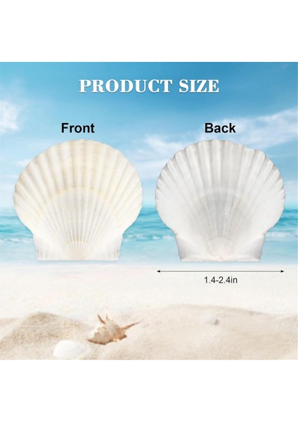 40PCS Doğal Tarak Kabukları 1.4-2.4inch Beyaz Küçük Deniz Kabukları El Sanatları Için Kabuk Üretim Toplu Gerçek Deniz Kabukları (Yurt Dışından) fiyatları