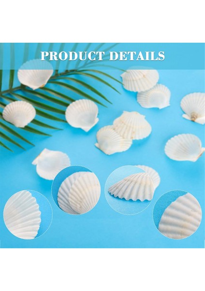 40PCS Doğal Tarak Kabukları 1.4-2.4inch Beyaz Küçük Deniz Kabukları El Sanatları Için Kabuk Üretim Toplu Gerçek Deniz Kabukları (Yurt Dışından) modelleri