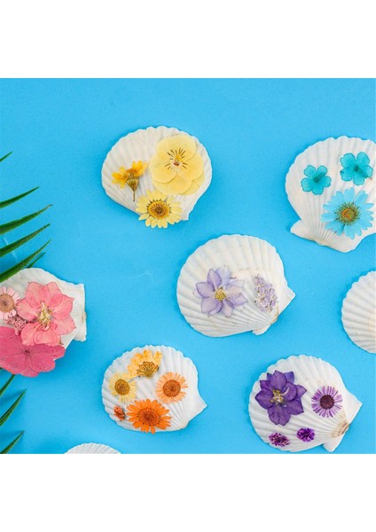 40PCS Doğal Tarak Kabukları 1.4-2.4inch Beyaz Küçük Deniz Kabukları El Sanatları Için Kabuk Üretim Toplu Gerçek Deniz Kabukları (Yurt Dışından) fırsatları