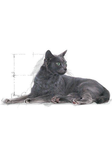 Sterilised +7 Yaş Üzeri Kısırlaştırılmış Kedi Maması 1,5Kg
