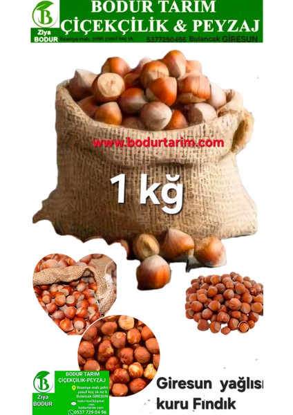 Bodur tarım Bulancak Giresun Yağlısı Kabuklu Kuru Fındık Kuru Yemiş 1 Kğ Lık Paket Kendi Mahsülümüzdür
