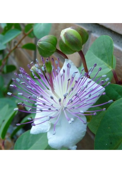 Kapari Dökme Çayı (PATENTLİ) 70 GR.