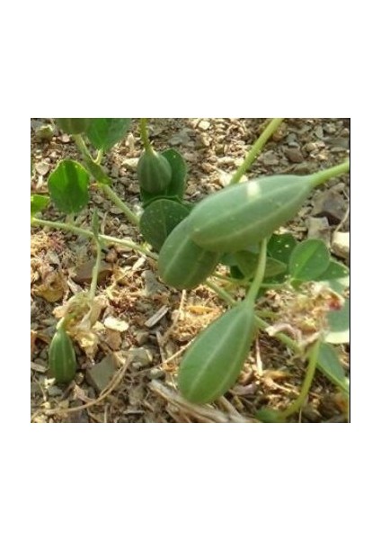 Kapari Karpuzu Meyvesi (PATENTLİ) 325 gr. fırsatları