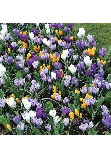 5 Adet Büyüleyici Karışık Renkli Çiğdem Soğanı .yeni Mahsul... fiyatları