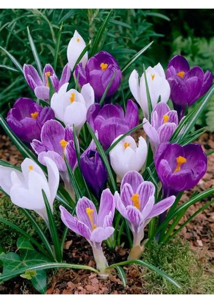 5 Adet Büyüleyici Karışık Renkli Çiğdem Soğanı .yeni Mahsul...