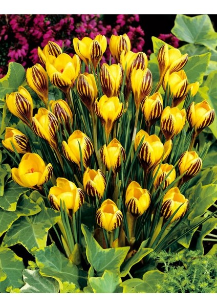 5 Adet Büyüleyici Karışık Renkli Çiğdem Soğanı .yeni Mahsul...