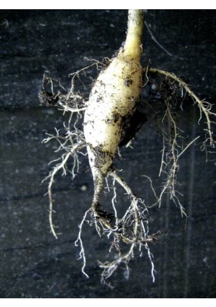 5 Adet Şakayık Çiçeği Yumrusu..karışık Renkler.yeni Mahsul. modelleri