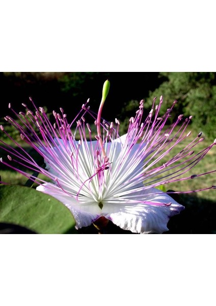 Şekersiz Kapari Reçeli (PATENTLİ) 350 gr. fırsatları