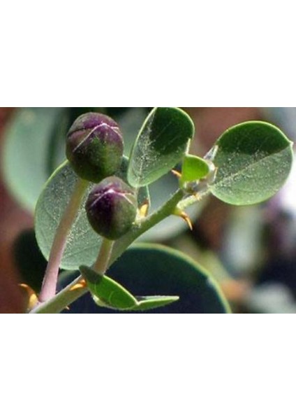 Kaparili Bitkisel Karışım 20 gr. modelleri