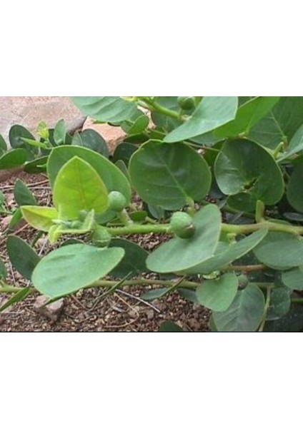 Kaparili Bitkisel Karışım 20 gr. indirimleri