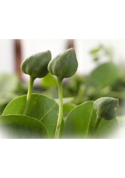 KAPARİ BAHARATI 200 GR.