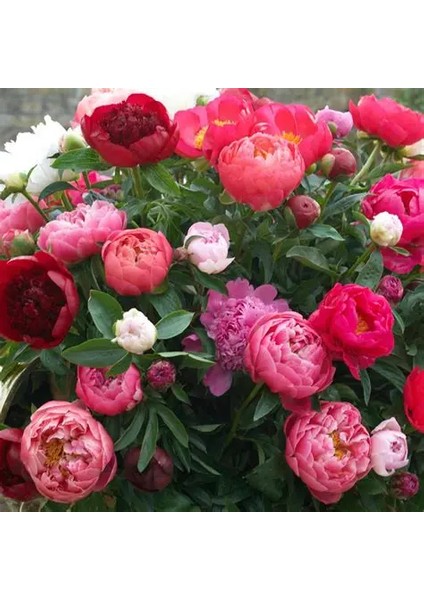 10 Adet Şakayık Çiçeği Yumrusu..karışık Renkler.yeni Mahsul.