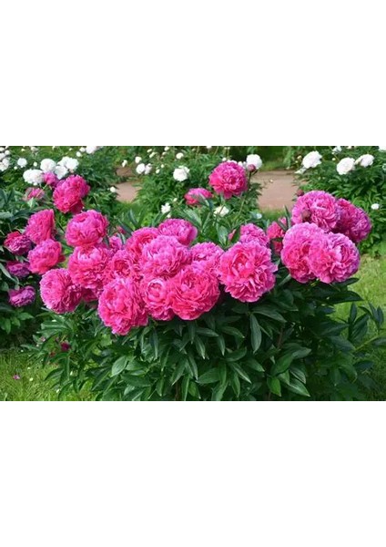 10 Adet Şakayık Çiçeği Yumrusu..karışık Renkler.yeni Mahsul. fiyatları