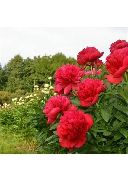 10 Adet Şakayık Çiçeği Yumrusu..karışık Renkler.yeni Mahsul.
