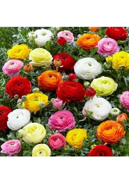 10 Adet Şakayık Çiçeği Yumrusu..karışık Renkler.yeni Mahsul.