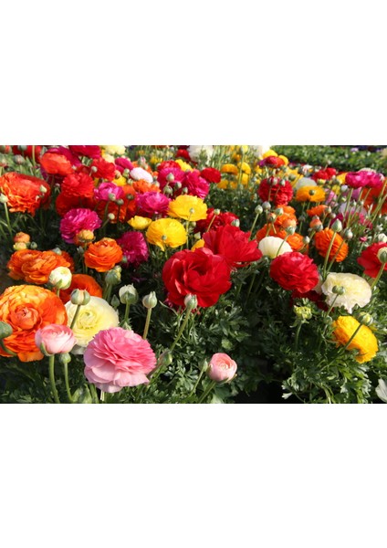 10 Adet Şakayık Çiçeği Yumrusu..karışık Renkler.yeni Mahsul. fiyatları