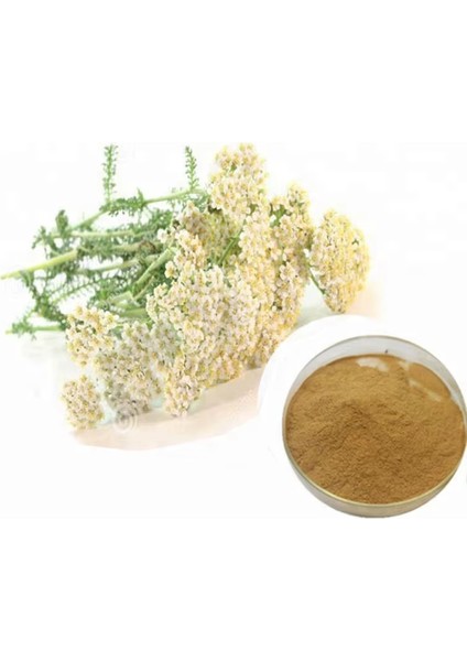 Civan Perçemi Ekstrakt 1 Kg. fiyatları