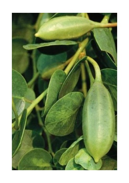 KAPARİLİ PROPOLİS (PATENTLİ) 200 GR.