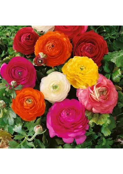 10 Adet Şakayık Çiçeği Yumrusu..karışık Renkler.yeni Mahsul.