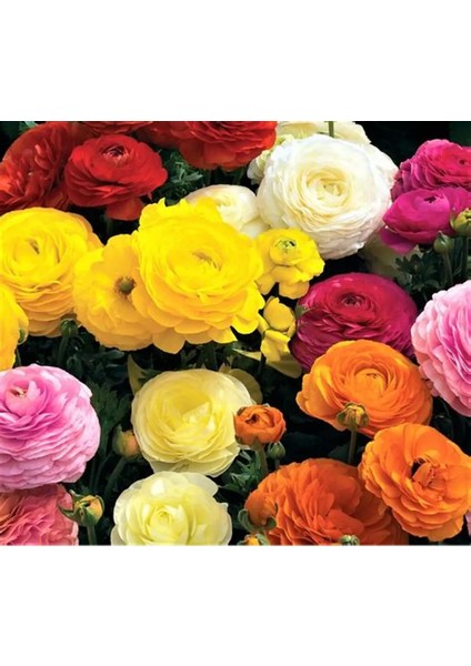 10 Adet Şakayık Çiçeği Yumrusu..karışık Renkler.yeni Mahsul. fiyatları