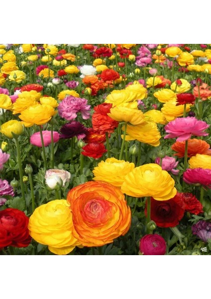 10 Adet Şakayık Çiçeği Yumrusu..karışık Renkler.yeni Mahsul. modelleri