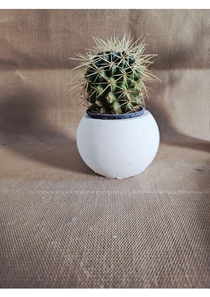 El Yapımı Dekoratif Beton 4'lü Set | Tepsi Donut Vazo Saksı Mumluk | Modern Minimalist Ev Ofis Aksesuarı