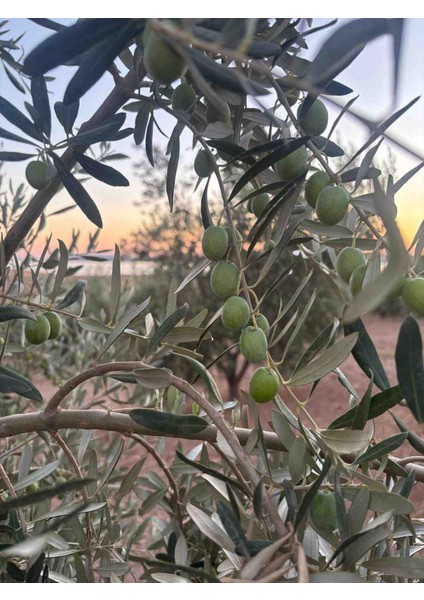 Tane Yeşil Zeytin Bahçeden 1 kg modelleri