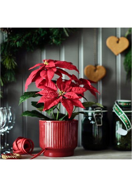 Yapay Bitki, Kırmızı, 12 Cm, Atatürk Çiçeği, Iç-Dış Mekan fiyatları