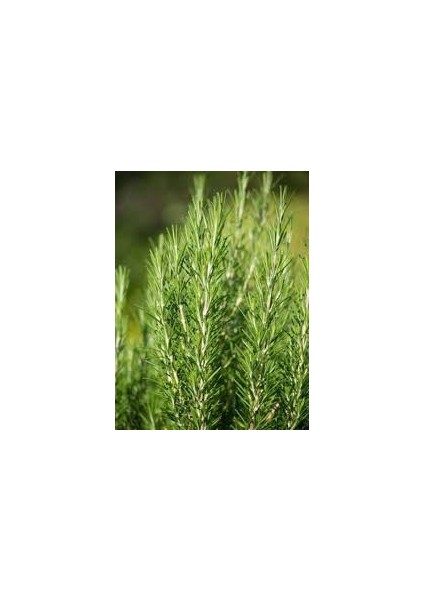 Tüplü Biberiye Fidesi Tıbbi Aromatik Bitki %100 Canlı Teslim Garantisi