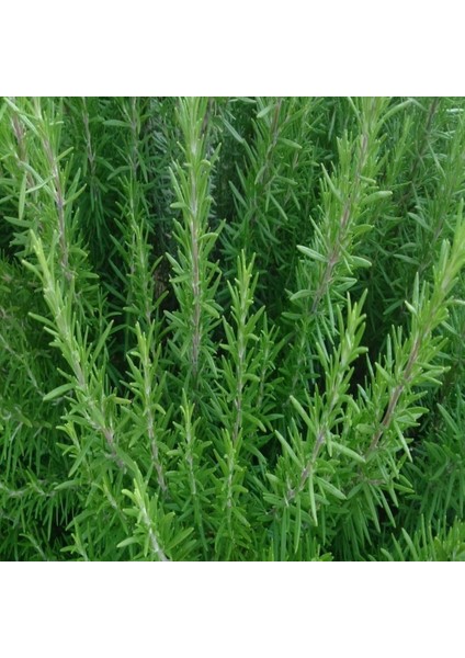 Tüplü Biberiye Fidesi Tıbbi Aromatik Bitki %100 Canlı Teslim Garantisi fiyatları