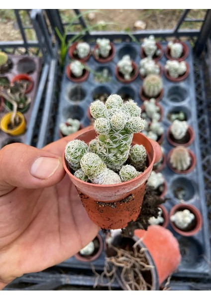 Mammillaria Gracilis 'kar Topu' Kaktüsü %100 Canlı Teslim Garantisi