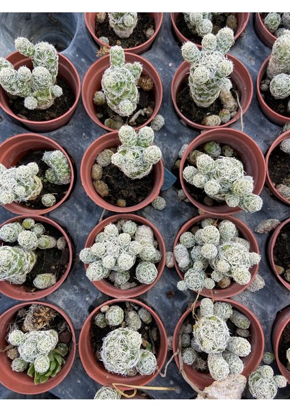 Mammillaria Gracilis 'kar Topu' Kaktüsü %100 Canlı Teslim Garantisi fiyatları