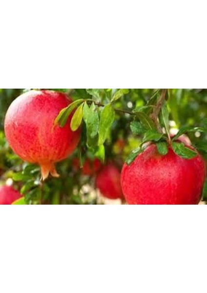 Keben Nar Fidanı 100-150 cm (2 Yaş) – Sağlıklı ve Verimli %100 Canlı Teslim Garantisi