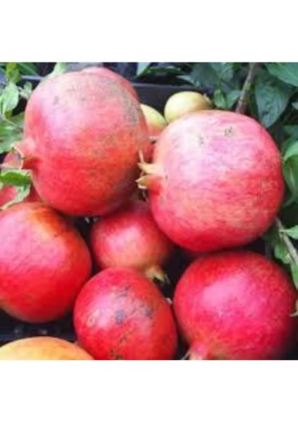 Keben Nar Fidanı 100-150 cm (2 Yaş) – Sağlıklı ve Verimli %100 Canlı Teslim Garantisi fiyatları