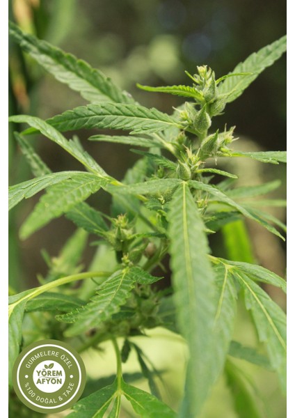 Yörem Afyon Meşhur Samsun Yöresinden Kavrulmuş Kendir Tohumu, Çedene, Kınnap (Cannabis Sativa) | 110GR. fiyatları