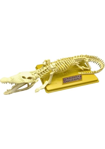 Bfs Timsah Iskeleti Bilim Seti